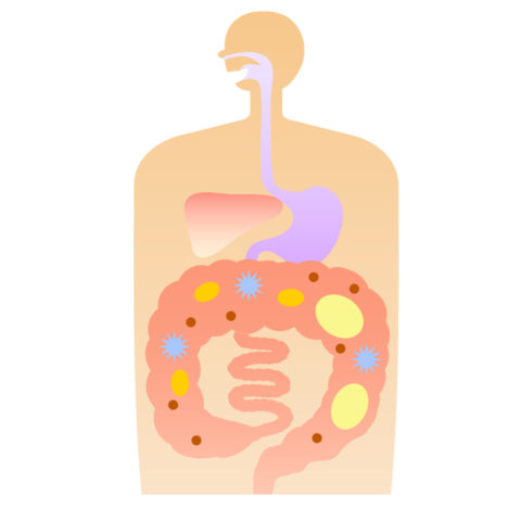 腸内環境と口腔細菌